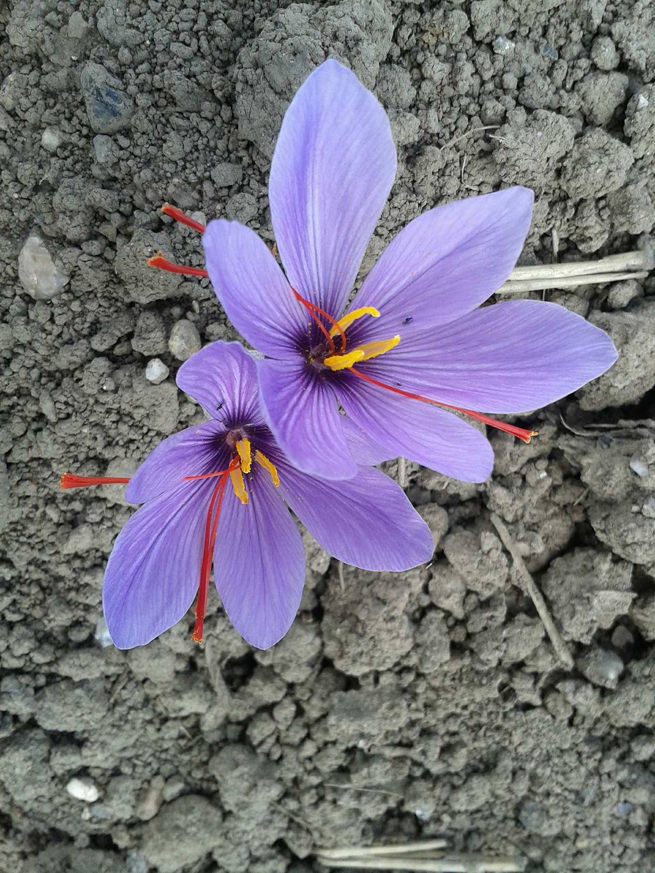 zartes Lila